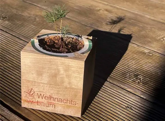 Ein nachhaltiges Weihnachtsgeschenk: Der Ecocube. Ecocube mit heranwachsendem Tannenbaum
